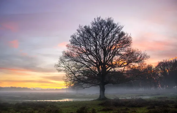 Night, fog, tree