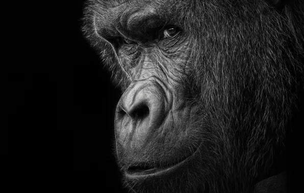 Look, background, monkey