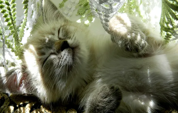 Picture cat, rays, light, glare, sleep, legs, sleeping, lies