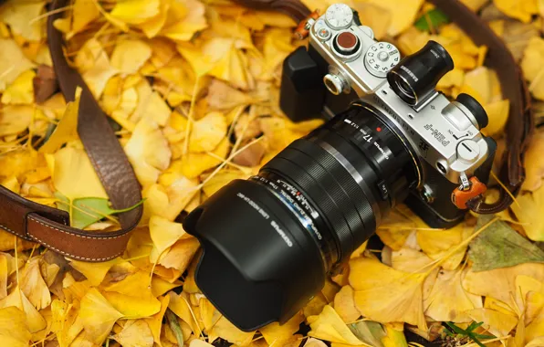 Picture autumn, leaves, the camera, strap, Olympus