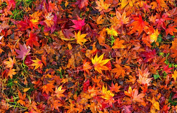 Autumn, leaves, background, colorful, red, maple, background, autumn