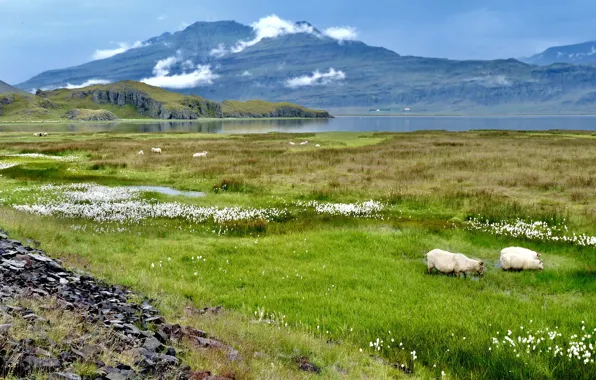 Greens, field, summer, grass, clouds, flowers, mountains, lake