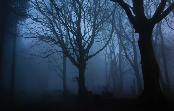 Picture forest, trees, night, nature, fog