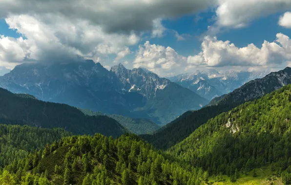 Forest, the sky, the sun, clouds, trees, mountains, rocks, panorama