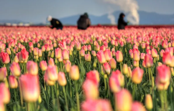 Field, the sky, flowers, people, spring, tulips, pink, buds