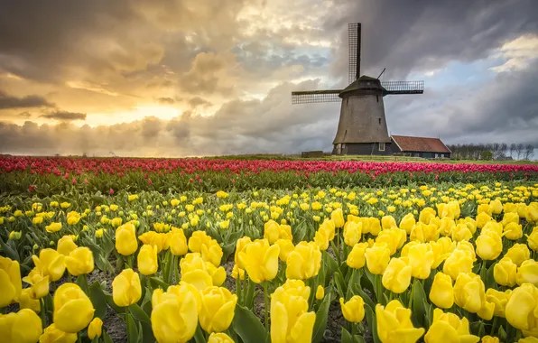 Flowers, yellow, tulips, plantation, windmill