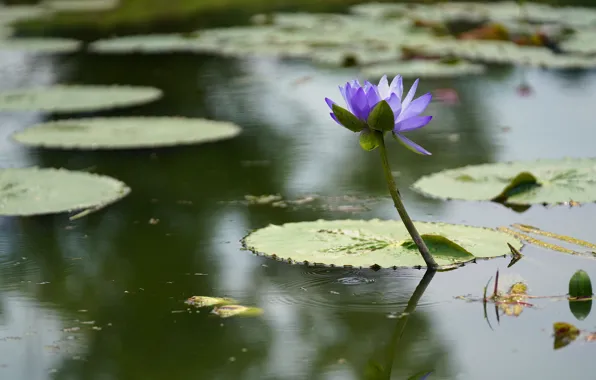 Flower, leaves, water, lake, lilac, pond, Nymphaeum, water Lily