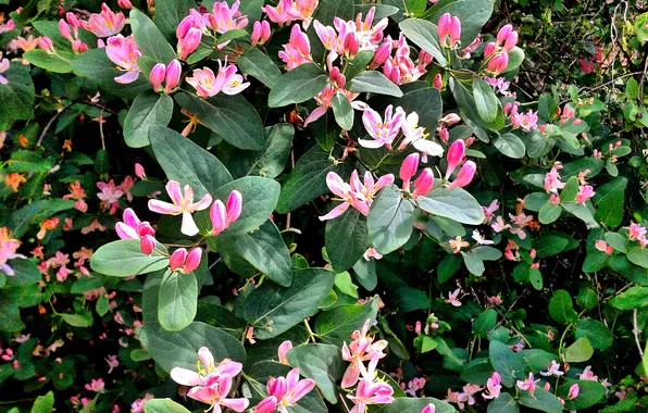 Plant, May 2025, The end of spring, Tatar honeysuckle