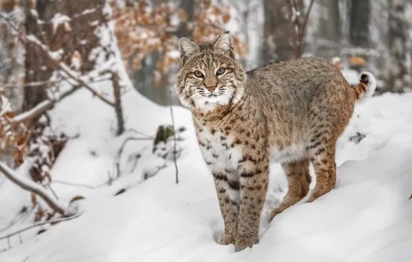 Winter, look, snow, nature, pose, lynx, face