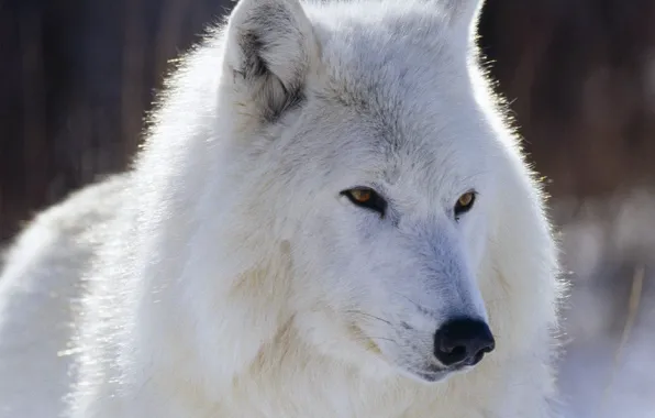 Picture nature, predator, animal, wolf, wildlife, Lobo, portrait., animal themes