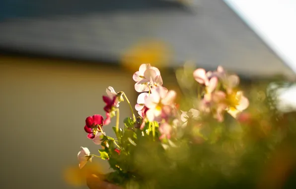 The sun, flowers, focus, Pansy, viola