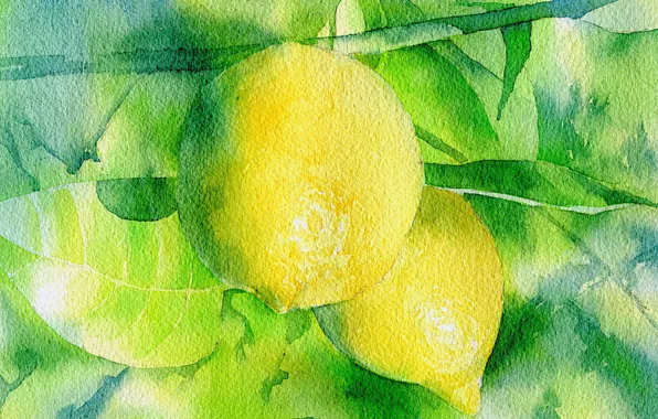 Background, lemon, picture, watercolor