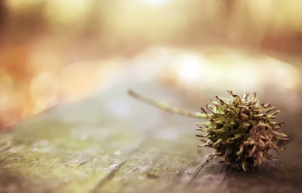 Picture macro, background, chestnut