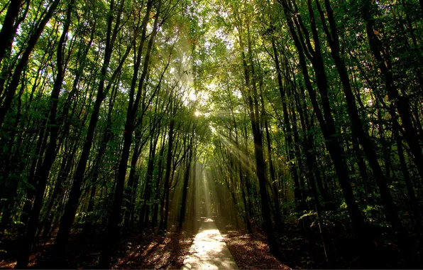 Forest, rays, light, nature, track