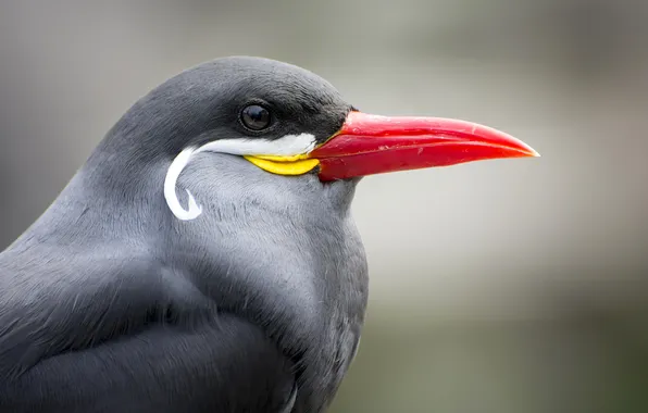 Picture nature, bird, color, beak, profile