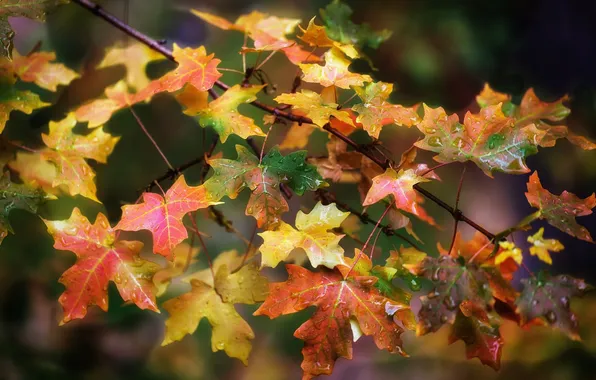 Autumn, leaves, color, drops, macro, branch