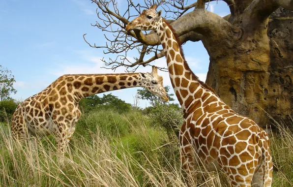 Grass, pair, giraffes, Africa