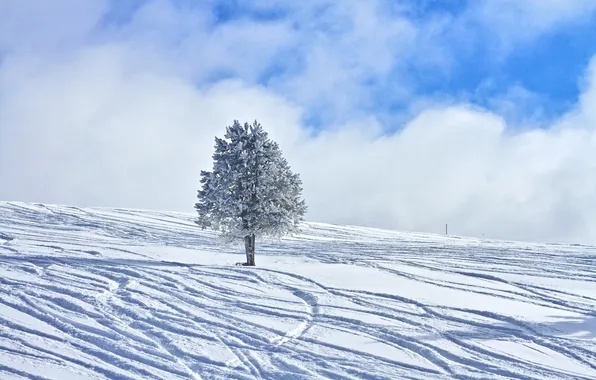 Winter, the sky, clouds, snow, traces, tree, slope