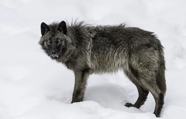 Nature, predator, animal, wolf, wildlife, black wolf, Canis lupus., portrait.