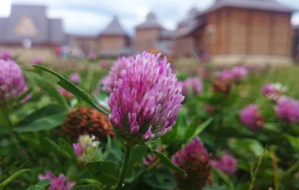 Summer, macro, flowers, clover