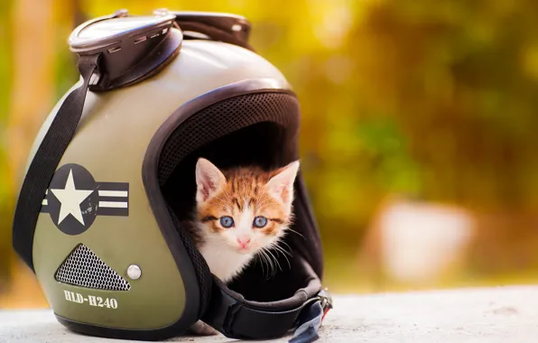Cat, look, orange, yellow, kitty, background, baby, red