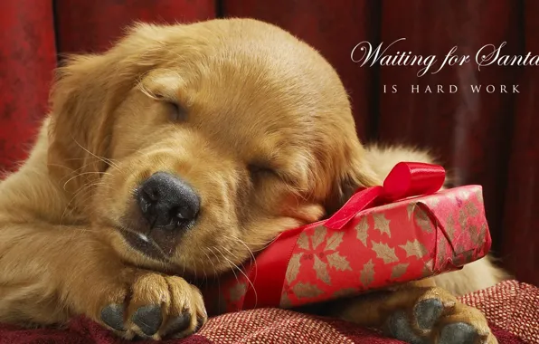 Picture holiday, gift, new year, dog