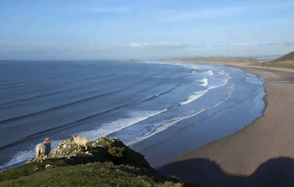 Picture sea, wave, beach, sheep