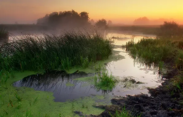 Picture fog, river, morning