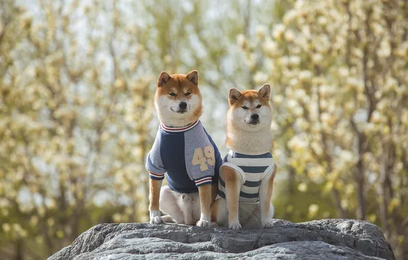 Dogs, trees, branches, nature, together, stone, dog, spring