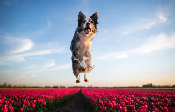 Language, the sky, look, clouds, light, pose, blue, jump