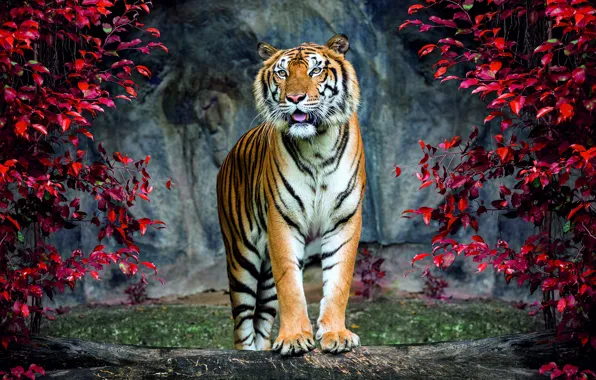Tiger, rocks, foliage, the bushes
