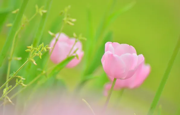 Picture field, nature, Tulip, petals, meadow