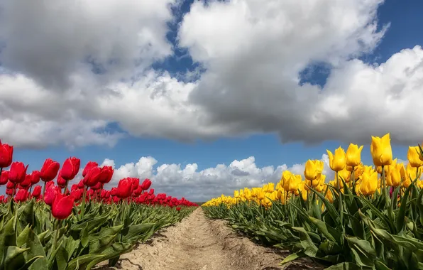 Picture tulips, Netherlands, plantation