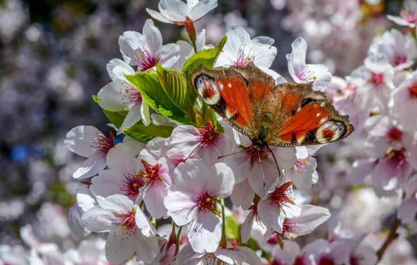 Picture trees, butterfly, wings, spring, flowering