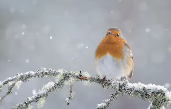 Picture winter, bird, branch, Robin