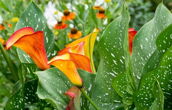 Leaves, flowers, Calla lilies