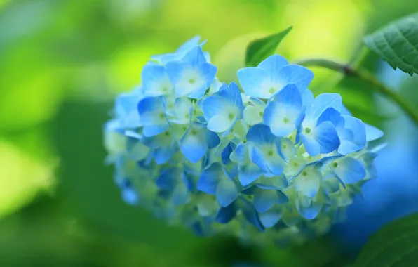 Picture flower, blue, flowering, shrub, hydrangea