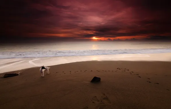 Picture sea, beach, sunset, dog