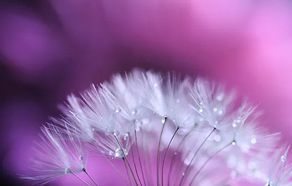 Picture drops, dandelion, fuzzes