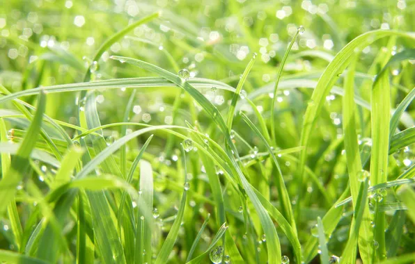 Picture greens, grass, drops, macro, freshness, Rosa