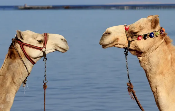 Picture background, camels, face-to-face