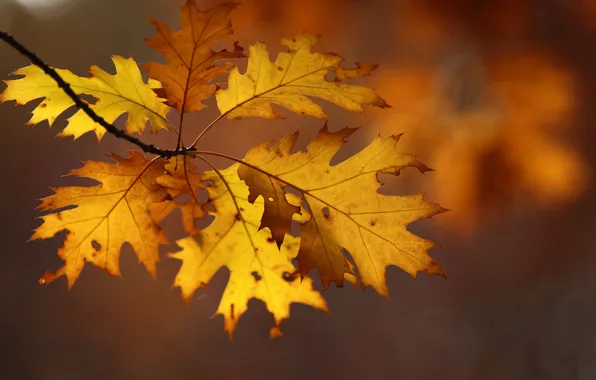Leaves, branch, autumn, oak