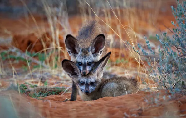 Picture Africa, Fox, Botswana, Park Kgalagadi Transfrontier, bat-eared Fox