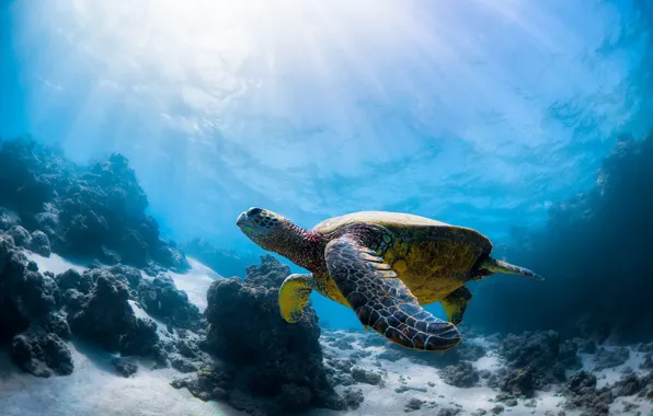 Wallpaper Sea, Turtle, Sea For Mobile And Desktop, Section животные 