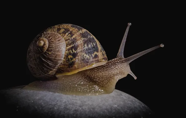 Stone, snail, black background