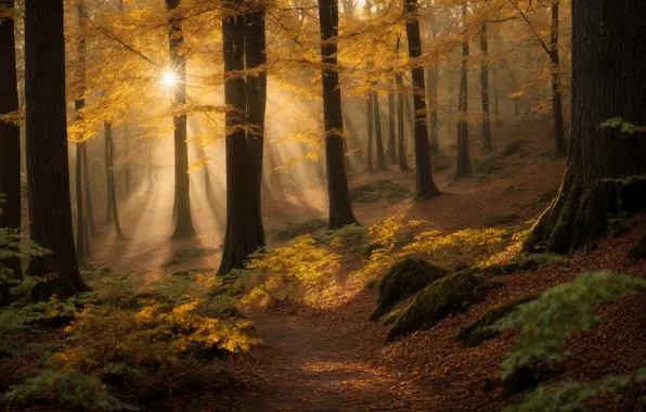 Autumn, forest, the sun, rays, light, trees, branches, nature