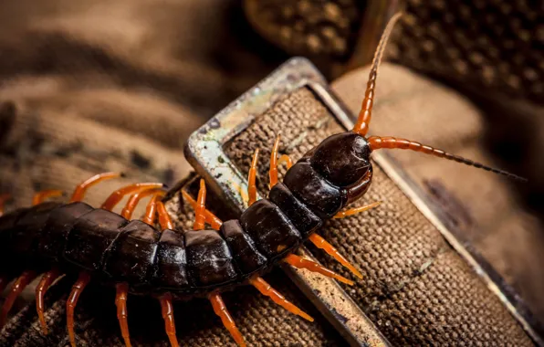 Legs, insect, surface