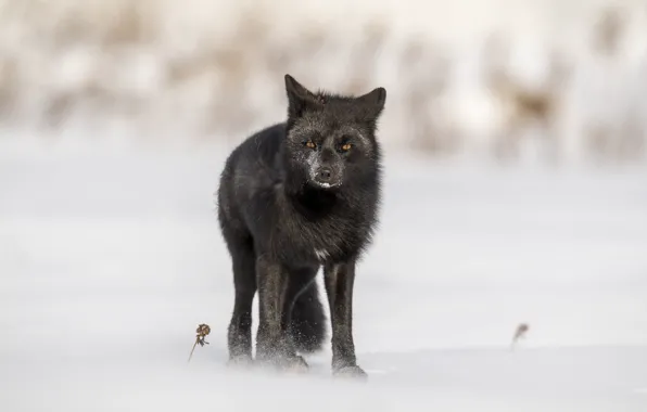 Winter, look, snow, pose, Fox, face, Fox, silver Fox