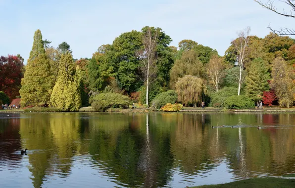 Picture autumn, lake, England, autumn, lake, England, Sheffield park, Park Sheffield