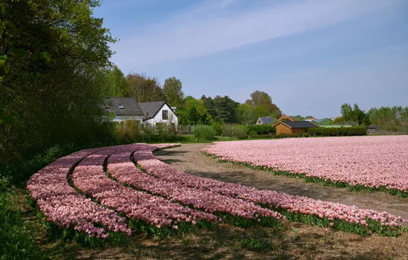 Picture field, the sky, the sun, trees, flowers, tulips, house, pink